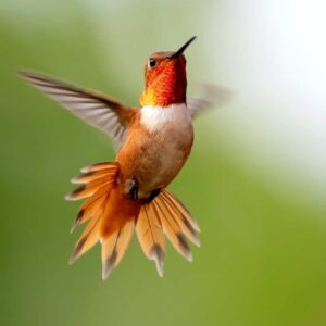 focus-photography-of-flying-hummingbird-2629372